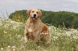 GOLDEN RETRIEVER 298